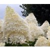 hydrangea paniculata phantom