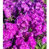 Phlox 'Adessa Special Purple Star