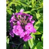 Phlox paniculata 'Adessa Special Purple Star'