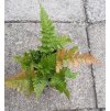 Dryopteris erythrosora, kapraď červenavá (japonská), kontejner 9x9