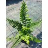 polystichum (2)