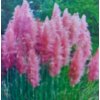 Cortaderia selloana 'Rosea', výška sazenice 40-60 cm, kontejner