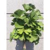Ginkgo biloba 'MARIKEN' jínan dvoulaločný, výška kmínku 100-120cm, kontejner
