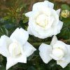 white19