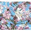 magnolia stellata rosea strom