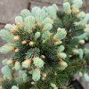 glauca