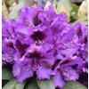 Rhododendron Orakel 0 1