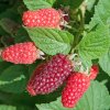 malinoostruzinik rubus fruticosus x idaeus tayberry velikost kontejneru 2 l 27347