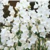Campanula persicifolia, zvonek broskvolistý 'Takion F1 White'