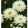 Leucanthemum Victorian Secret 3