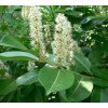 Prunus laurocerasus 2