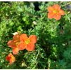 Potentilla fruticosa 'Marian Red Robin', mochna křovitá, výška sazenice  30-40cm, kontejner