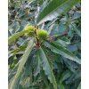 castanea plod
