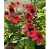 Echinacea purpurea 'Red', třapalka nachová, výška sazenice 20-30 cm, kontejner