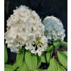 Hydrangea paniculata 'Little Fraise', hortenzie latnatá, výška sazenice 30-40cm, kontejner