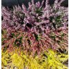 Calluna vulgaris, 'MIX', vřes obecný, výška 10-15cm, kontejner