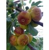 Ficus carica, fíkovník smokvoň 'Della Signora', výška sazenice 40-60cm, kontejner