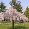 prunus subhirtella pendula rubra strom