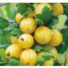 Středně raný žlutý angrešt RODNIK, stromkový