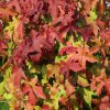 Liquidambar styraciflua Gum Ball 1