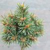 picea