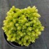 picea jakoko