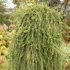 Larix decidua Puli IF 22072 1