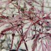 acer 2