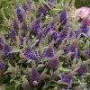 buddleja butterfly candy little lila 3