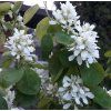 Amelanchier Květ