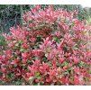 photinia fraseri little red robin