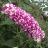 buddleia