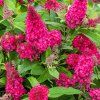 buddleja butterfly candy little ruby b