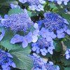 Hortenzie BLUEBIRD intenzivne modra Hydrangea Blue Bird P9