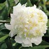 peonia charles white