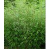 bamboe bamboo fargesia rufa