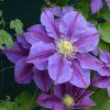 waldrebe lavender beauty m128705 h 0
