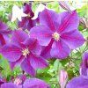 clematis star of india