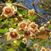Chimonanthus praecox (fragrant wintersweet) (15783186048)