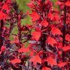 Lobelia fulgens Elmfeuer