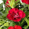 70115665 flower