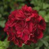 70008001 flower