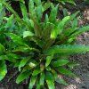Asplenium scolopendrium 001