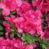 Azalea japonica'Babuschka'
