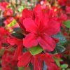 azalea hino crimson
