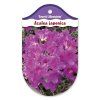 rhododendron azalia japonska