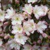 Azalea peggi ann