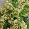 Pieris 2
