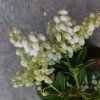 Pieris 4