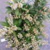Pieris 3